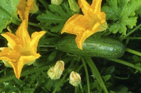 Zucchini; mighty fine with dates and almonds in a slice.