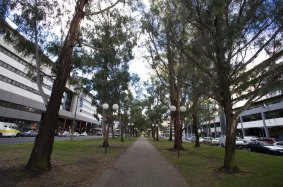 The trees on Northbourne Avenue are set to be cut down by 2017.