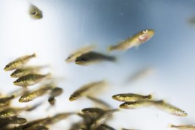Some of the Murray cod fingerlings released into the Queanbeyan River.

