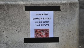 A sign near Lake Burley Griffin warning people of a brown snake that was seen in the area.