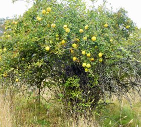 A mature quince tree near Ted's Hut.
