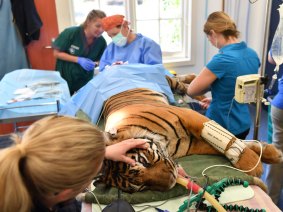 Vet staff monitor 14-year-old Binjai as Stewart Ryan removes a tumour and one of her anal glands. 