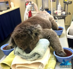Jeremy the koala recovers after his bushfire rescue in the Adelaide Hills.