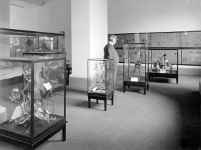 The children's section of the Melbourne Museum in 1917, when it was one of the first museums in the world to have a dedicated children's section.