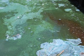 Blue-green algae on the surface of Lake Tuggeranong near the Wanniassa drain. 