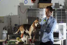 Over worked: Dr Damien Solley, Head of Emergency Services at the Animal
Referral Hospital in Yallourn Street, Fyshwick, tends a patient.