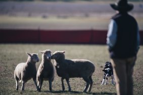 A competitor watches on during the Bungendore sheepdog trials on Sunday.