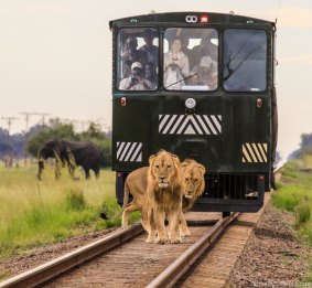 Up close with the lions on the open-sided Elephant Express.