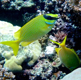 A rabbitfish guards its foraging partner.