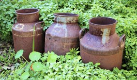 Old milk cans in the expansive gardens of Bimbimbi House.