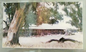 The shearing shed featured in Shearing the Rams prior to it being razed by fire in the 1960s.