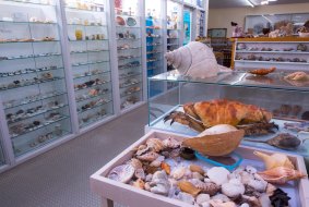 The Bunurong Environment Centre in Inverloch boasts one of the world's best shell collections.