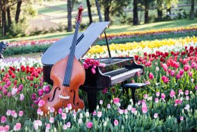 The Tesselaar Tulip Festival in Sylvan embraces gastronomy, grapes and grooves with a food, wine and jazz weekend. 