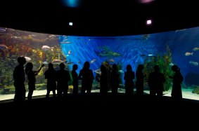 See in the new year among the tropical marine life at Sea Life Melbourne.