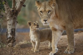 Enjoy Mother's Day at Melbourne Zoo.