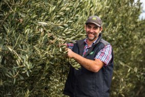 Jacques Kint harvesting the 2018 crop of olives on his family's 18-hectare olive grove.