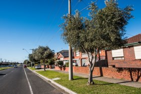 Productive olive trees are a common sight along residential streets in Lalor.
