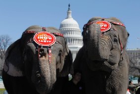 Elephants from the Ringling Bros and Barnum & Bailey Circus parade in Washington in 2010.