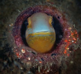 A sabre-toothed blenny has made its home in a beer bottle.