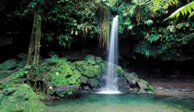 Dominica's Emerald Pool Waterfall. 