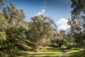An old olive grove inside the Darebin parklands in Alphington.