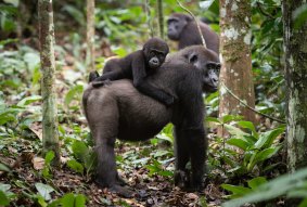 Gorilla trekking.