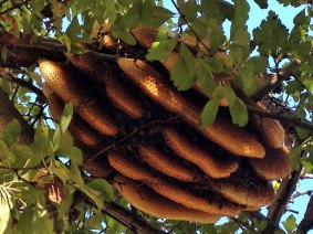 A wild beehive hangs in a tree in Curtin.
