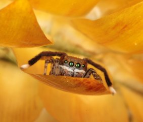 Maratus pavonis.