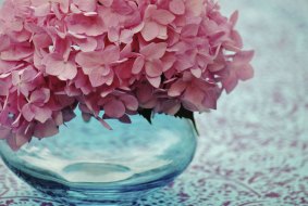 Pretty in pink: Hydrangeas always deliver a punch of summer colour.