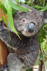 A koala that's just had spray to keep cool during a heatwave at Tidbinbilla Nature Reserve near Canberra.