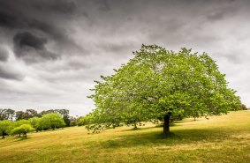 Green spaces are a major part of Doncaster's appeal.