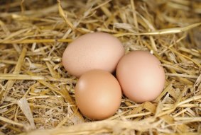 Always helpful : Hens will eat the gone-to-seed veg  and lay eggs.