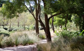 A shady walkway at Musk Cottage.