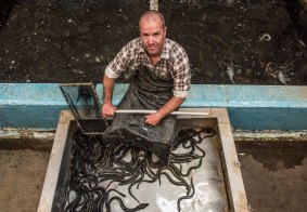 Ben Osborne is Skipton's local eel fisherman.
