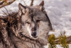 Grey wolves were re-introduced to Yellowstone National Park to try to rebalance an increasingly skewed ecosystem.