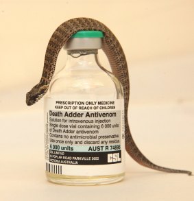 Before the development of an effective antivenom, the human fatality rate from bites by death adders may have been as high as 50 per cent.