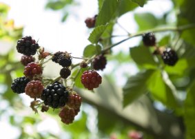 Blackberries: Drones will hunt down the noxious weed in national parks.