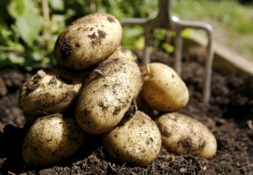 A small pile of potatoes freshly dug from the ground. 