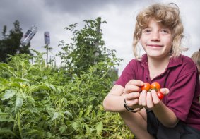 Year 4 student Grace Carpenter, 9, with some tomatoes from the school garden as part of the new food and drink policy for ACT public schools.