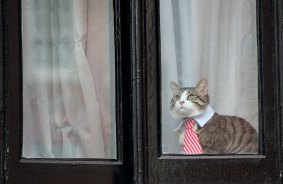 Wikicat: A cat looks out of the window of the Embassy of Ecuador as Swedish prosecutors question Wikileaks founder Julian Assange on Monday.