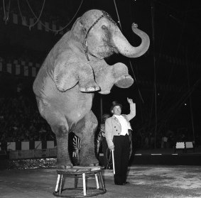 Elephant trainer Edward Healy makes one of the animals perform tricks during the opening of the Ringling Bros and Barnum & Bailey Circus at Madison Square Garden in New York.in 1960.