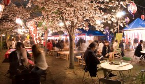 The spectacle of Japanese cherry blossoms will be a treat for those on an Ecruising tour that includes Kyoto.