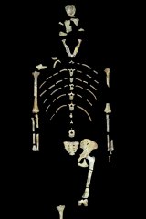 This undated image provided by the University of Texas at Austin shows the skeleton of Lucy.