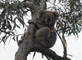 Koala at Raymond Island in Paynesville.
