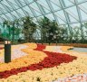 樟宜机场提供了各种各样的花园，展示着美丽的兰花、欢快的向日葵或40种仙人掌。