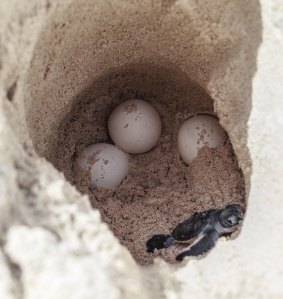 Sea turtle eggs and a newborn at a hatchery site.