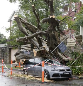A car is seriously damaged after a large Moreton Bay Fig fell on it in Darling Point.