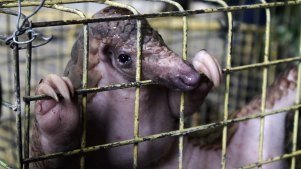 A pangolin, one of 12 confiscated by Indonesian authorities, is shown during a press conference in Medan, North Sumatra, last July.
