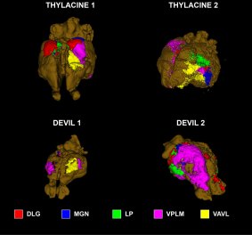 Images showing reconstructed cortical maps of the preserved brains of Tasmanian tigers (top) and Tasmanian devils.