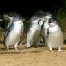 Hundreds of thousands of people tuned in to watch the famous Phillip Island penguin parade via streaming during the COVID-19 lockdown.